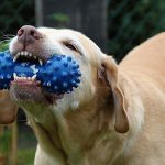 How to Stop a Puppy From Biting